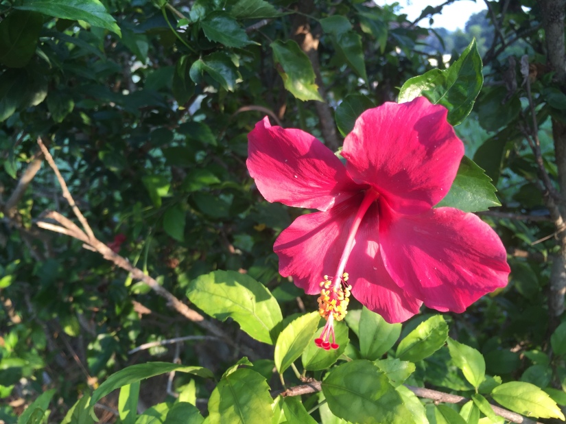 red hibiscus tropical flower